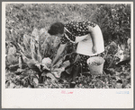 Spanish-American FSA client examining cauliflower in her garden to see if it is ready for picking, Taos County, New Mexico