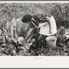 Spanish-American FSA client examining cauliflower in her garden to see if it is ready for picking, Taos County, New Mexico