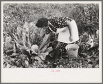 Spanish-American FSA client examining cauliflower in her garden to see if it is ready for picking, Taos County, New Mexico