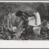 Spanish-American FSA client examining cauliflower in her garden to see if it is ready for picking, Taos County, New Mexico