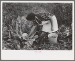 Spanish-American FSA client examining cauliflower in her garden to see if it is ready for picking, Taos County, New Mexico