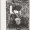 Spanish-American FSA client picking chili peppers in her garden, Taos County, N.M
