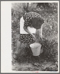 Spanish-American FSA client picking chili peppers in her garden, Taos County, N.M
