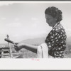 Spanish-American FSA client testing soap on end of stirring stick to see if it has cooked enough, Taos County, New Mexico