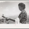 Spanish-American FSA client testing soap on end of stirring stick to see if it has cooked enough, Taos County, New Mexico