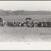 Cowboys driving cows down rodeo grounds, Bean Day, Wagon Mound, N.M
