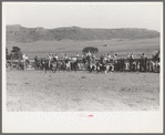 Cowboys driving cows down rodeo grounds, Bean Day, Wagon Mound, N.M