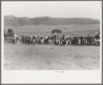 Cowboys driving cows down rodeo grounds, Bean Day, Wagon Mound, N.M