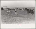 Cowboy running to tie calf after he has roped him, Bean Day rodeo, Wagon Mound, N.M