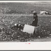 Boys gathering leaves into cardboard box, front lawn in Bradford, Vermont