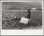 Boys gathering leaves into cardboard box, front lawn in Bradford, Vermont