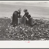 Boys gathering leaves into cardboard box, front lawn in Bradford, Vermont