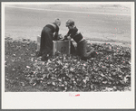 Boys gathering leaves into cardboard box, front lawn in Bradford, Vermont