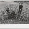 Boy raking up leaves on front lawn, Bradford, Vermont