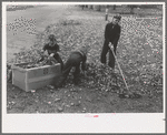 Boy raking up leaves on front lawn, Bradford, Vermont