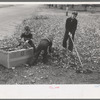 Boy raking up leaves on front lawn, Bradford, Vermont