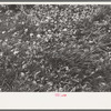 Early fall, dead leaves in the grass, Berlin, Connecticut
