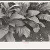 Tobacco near Berlin, Connecticut