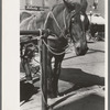Horse tied in town, Bradford, Vermont