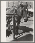 Horse tied in town, Bradford, Vermont