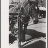 Horse tied in town, Bradford, Vermont