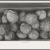 Cabbages at roadside stand near Greenfield, Mass