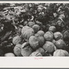 Cabbages and discarded outer leaves, market near Greenfield, Mass