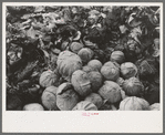 Cabbages and discarded outer leaves, market near Greenfield, Mass