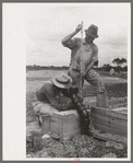 Workman checking measurements against migrant camp under construction at Sinton, Texas