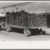 Truckloads of fence posts en route for Oklahoma. Clifton, Texas