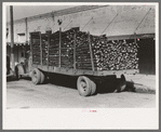 Truckloads of fence posts en route for Oklahoma. Clifton, Texas