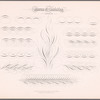 New Spencerian compendium of penmanship