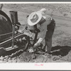 Day laborer removing clod of dirt from plow points on tractor on large farm near Ralls, Texas