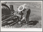 Day laborer removing clod of dirt from plow points on tractor on large farm near Ralls, Texas