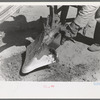 Removing clod of dirt from plow point on farm near Ralls, Texas