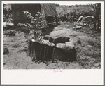 Chicken coop of agricultural day laborer near Webber Falls, Muskogee County, Oklahoma