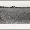 Field of wheat near Hydro, Oklahoma
