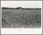 Field of wheat near Hydro, Oklahoma