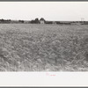 Field of wheat near Hydro, Oklahoma