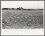 Field of wheat near Hydro, Oklahoma