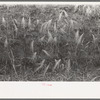 Detail of burned out wheat near Hydro, Oklahoma. The extensive rains came too late to save some of the wheat in this section