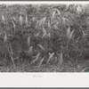 Detail of burned out wheat near Hydro, Oklahoma. The extensive rains came too late to save some of the wheat in this section