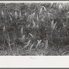 Detail of burned out wheat near Hydro, Oklahoma. The extensive rains came too late to save some of the wheat in this section