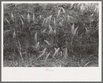 Detail of burned out wheat near Hydro, Oklahoma. The extensive rains came too late to save some of the wheat in this section
