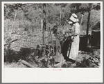 White woman, tenant farmer, feeding weeds to her hogs, McIntosh County, Oklahoma