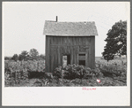 Abandoned house, surrounded by growing corn, McIntosh Co., Oklahoma
