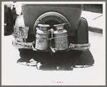 Milk cans tied on back of farm automobile, Muskogee, Oklahoma