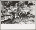Child of agricultural day laborers camped near Spiro, Oklahoma. She is sitting on the bedroll. There was no bed in the camp. Sequoyah County, Oklahoma
