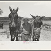 Mules with guards around their muzzles to keep them from eating while working, near Vian, Oklahoma