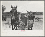 Mules with guards around their muzzles to keep them from eating while working, near Vian, Oklahoma